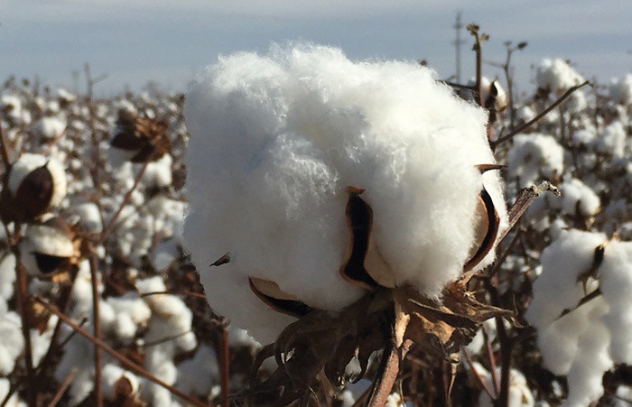 Hình Ảnh Cây Bông Vải Nguồn gốc của vải cotton